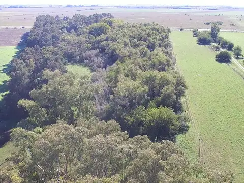 300 Has.  s/ RUTA 36