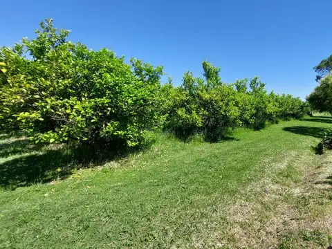 VENTA Chacra con cañada en Paso de la Arena