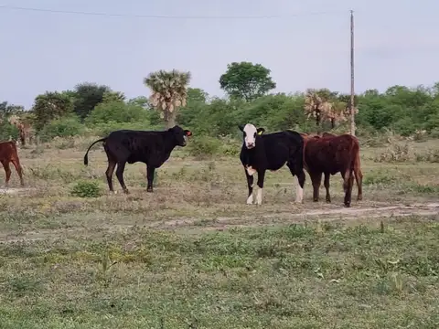 ARRENDAMIENTO DE CAMPO
