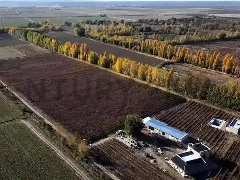 Viñedo , San Carlos , Chilecito