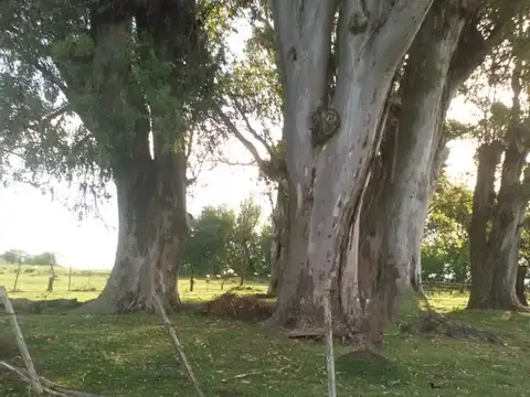 Vendo chacra en Perdices 2 Ha