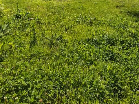 Terreno   en Venta en Ernestina