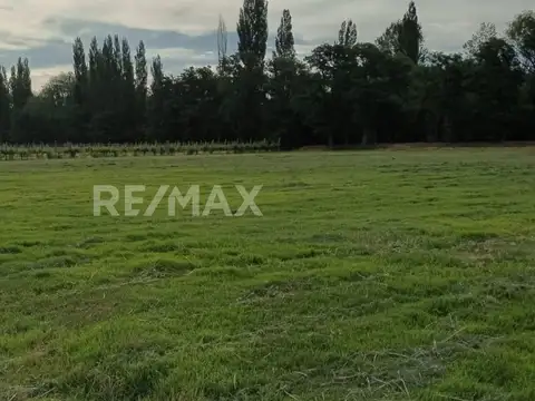 VENTA 3.2 HAS CALLE 9 Y M. CICHEROS - CENTENARIO