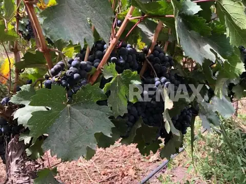 CALLE 9 Y MARIA C. CICHERO