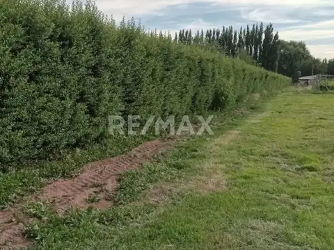 VENTA 3.2 HAS CALLE 9 Y M. CICHEROS - CENTENARIO