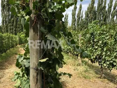 VENTA 3.2 HAS CALLE 9 Y M. CICHEROS - CENTENARIO