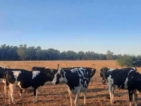 Calle 12 de Octubre a la altura de la Ruta 210 km 62 aprox.