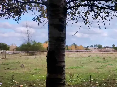 campo de 36 hectareas en Canning