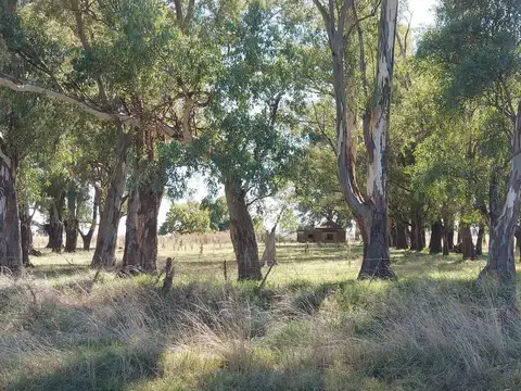 Campo en Suipacha Cuartel X