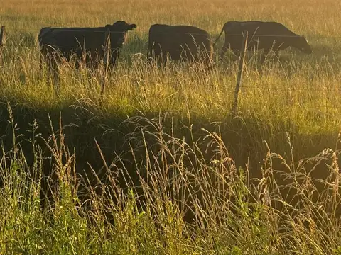 Campo mixto en Suipacha 38 hectáreas en Cuartel X