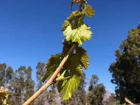 Campo en Venta Agricola