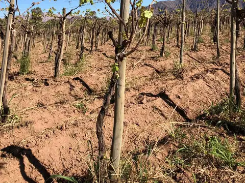 Campo en Venta con Alambrado