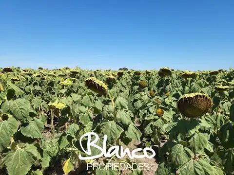 Casa en Alquiler en Juan Jorba, $ 1