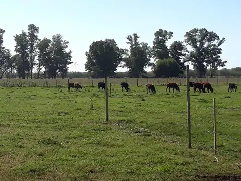 MERCEDES KM 112 RTA. 5  BS.AS