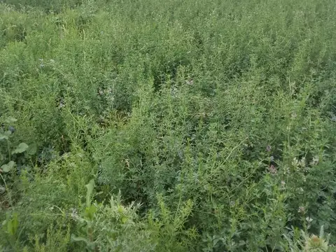 Venta de 5 hectáreas en Vicuña Mackenna,- Ideal desarrollo inmobiliario o industrial