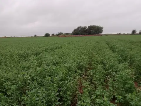 Venta de 5 hectáreas en Vicuña Mackenna,- Ideal desarrollo inmobiliario o industrial