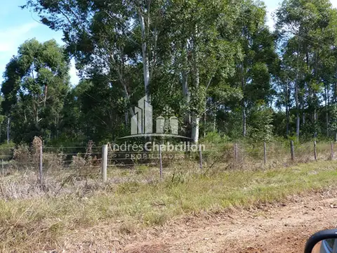 Forestación Eucaliptus En Concordia