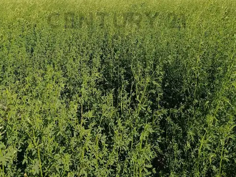 Campo en Venta de 0,15  ha