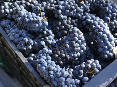 Campo en Venta Frutícola