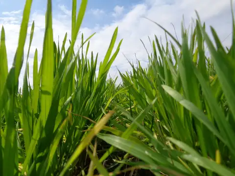 Campo en Venta de 400  ha