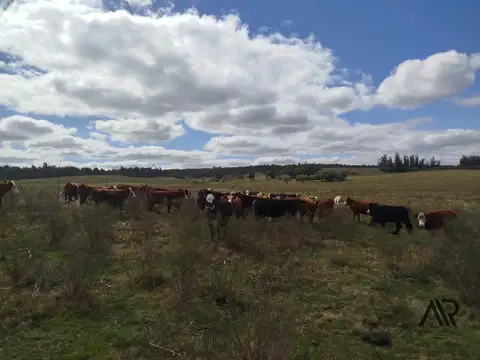 Excelente campo ganadero/agrícola en venta de 103 ha ubicado en Solís de Mataojo