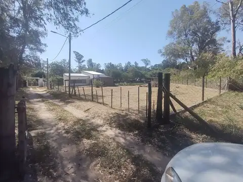 Los Eucaliptus y  La Luna 100