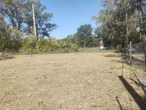 Los Eucaliptus y  La Luna 100