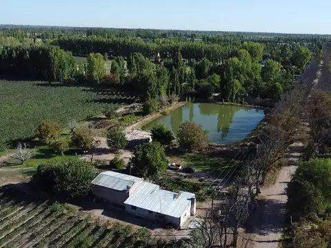 Viñedo en Cuadro Benegas