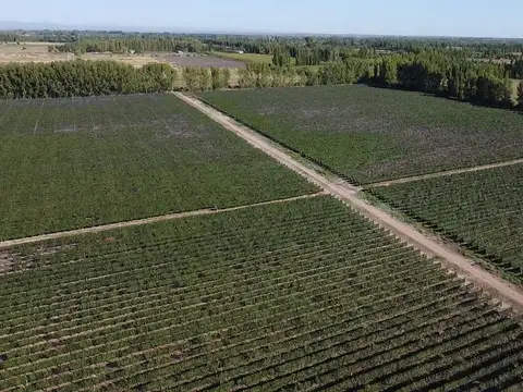 Viñedo en Cuadro Benegas