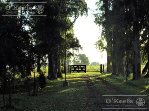 Chacra en venta de 20 Has sobre Ruta 3 - Combina producción y descanso  - Las Flores