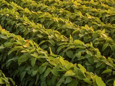 Campo en  venta - 20 HA