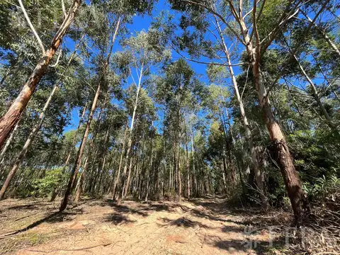 RUTA PROVINCIAL 6  - CAMPO CORRIENTES