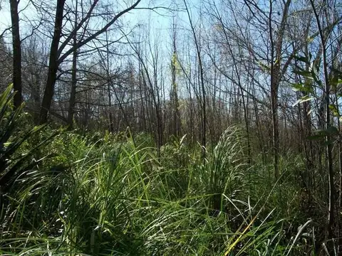 Rio / Arroyo Canal del Este 14 ha 100