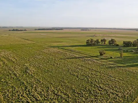 Loberia 1152 has. Mixto sobre ruta