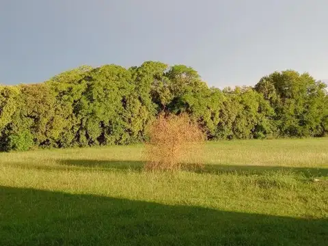 Gobernador Andonaegui