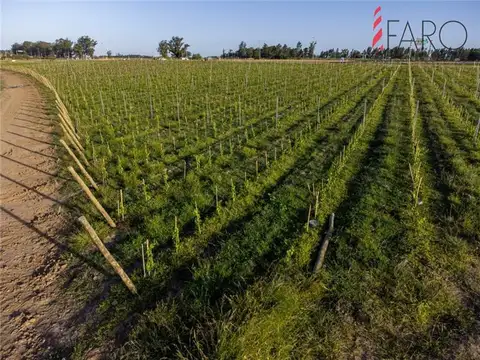 PROPIEDADES RURALES - CHACRA - JOSÉ IGNACIO