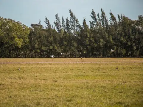 HARAS CLUB DE CAMPO 100