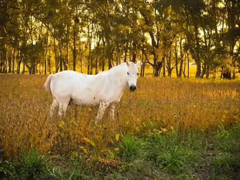 Terreno en Venta en Carlos Keen, USD 20.500