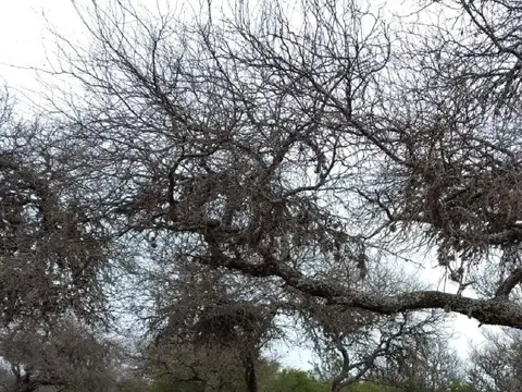 A 400 Mts Del Rio Panaholma