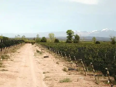 Ruta Nacional 40 Knm 45 Lujan de Cuyo Mendoza