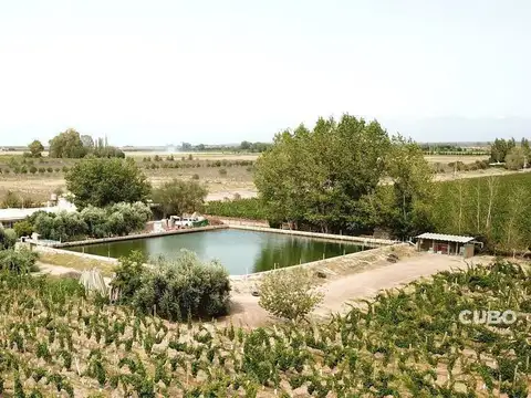 CUBO VENDE - Excepcional Finca 30 Has. - Ugarteche - Luján de Cuyo - Mendoza