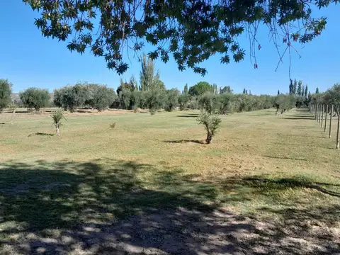 Terreno en vental Bª Olivos de Furlotti, Lunlunta