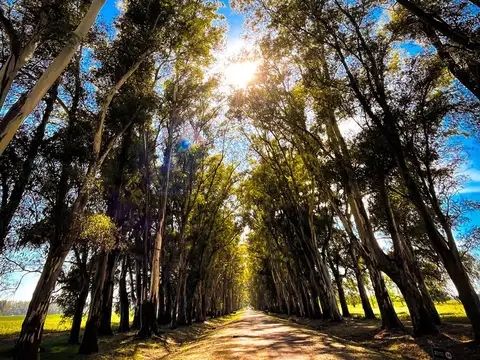 Bernardino Rivadavia