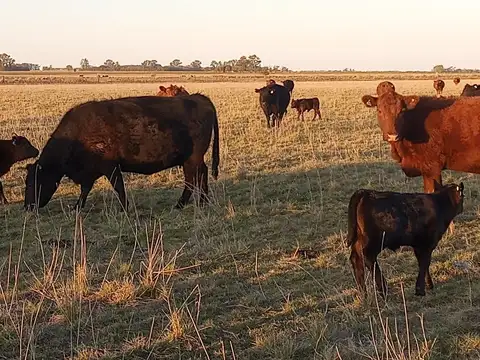 188 has. en San Jose de la Esquina