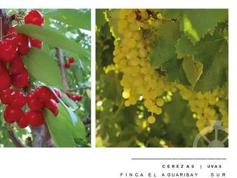 Campo - Finca Productiva de primer nivel, Mendoza, 80 hectareas