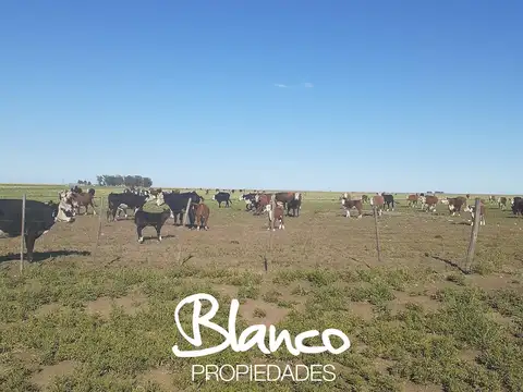 Campo  en Venta en La Vitícola, Bahia Blanca, Resto de la Provincia