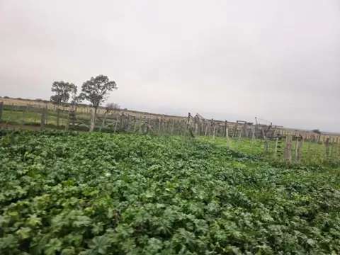 Campo en venta - 7.330.000Mts2 - San German