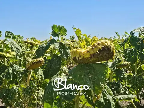 Terreno Campo  en Venta en Buenos Aires, Argentina