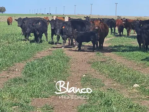 JUAN A PRADERE - BUENOS AIRES -