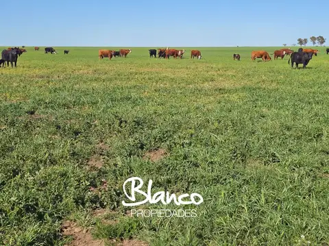 Terreno Campo  en Venta en Buenos Aires, Argentina